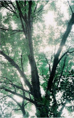 annarbor_tree.jpg