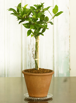 topiary-bay.jpg