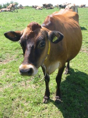 450px-jersey_cattle_in_jersey.jpg