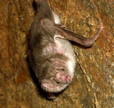 630px-desmodus.jpg