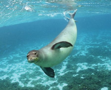 735px-hawaiian_monk_seal_photo_in_water.jpg