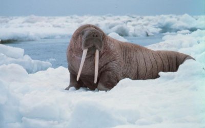 800px-noaa-walrus22.jpg