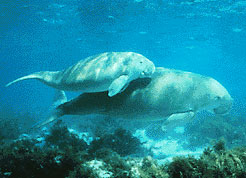 dugong.jpg
