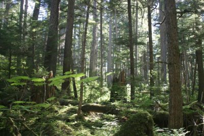 tongass_national_forest.jpg