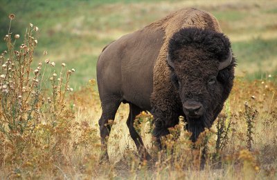 800px-american_bison_k5680-1.jpg