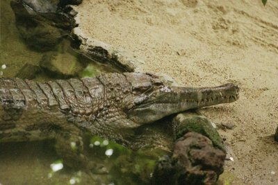 800px-crocodylus_cataphractus.jpg