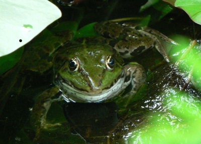 800px-groen_kikker_dichtbij.jpg