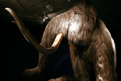 800px-mammoth_mg_2803.jpg
