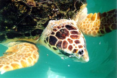 loggerhead_close_up.jpg