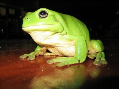 799px-green_tree_frog.jpg