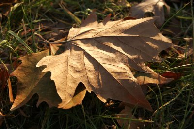 800px-autumn_leaf.jpg