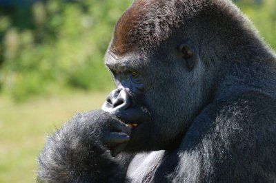 800px-gorilla_port_lympne1.jpg