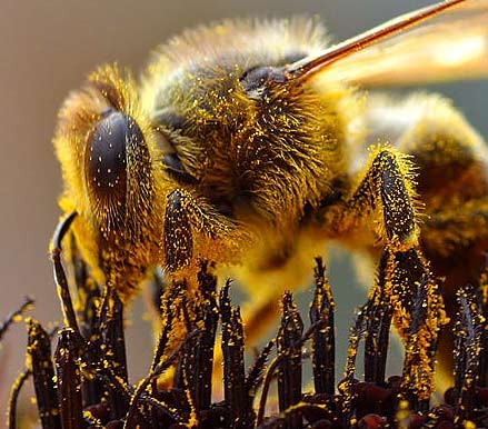 bees_collecting_pollen_cropped.jpg