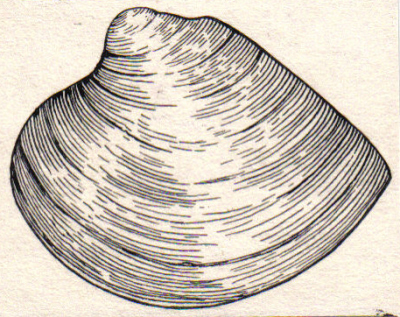 clam_psf.jpg