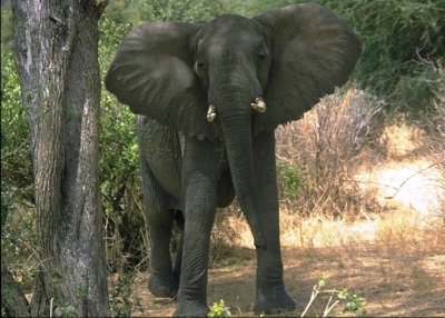 elefante_lake_manyara_park.jpg