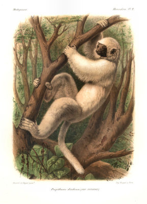 pd_candidus_agrandidier.jpg