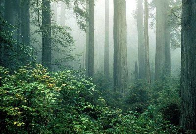 redwood_and_fog.jpg