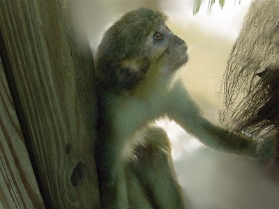 talapoin_s.jpg