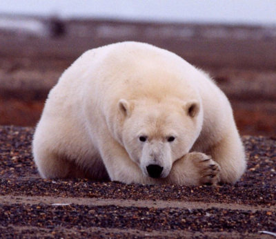 693px-polar_bear.jpg