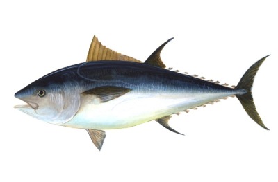 bluefin-big.jpg