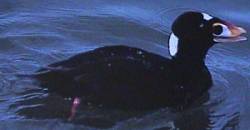 surfscoter23.jpg