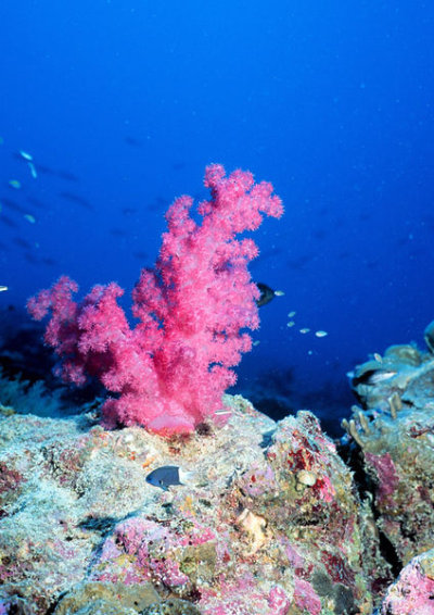 424px-reef0484.jpg