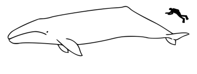 695px-gray_whale_sizesvg.png