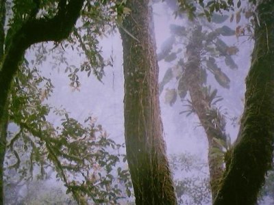 mataatlantica60.JPG
