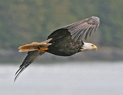 780px-haliaeetus_leucocephalus-ad-flight-usfws.jpg