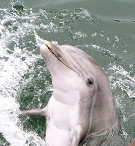 800px-military-trained-dolphin.jpg