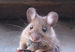 800px-mus_musculus-huismuis1 800px-mus_musculus-huismuis1