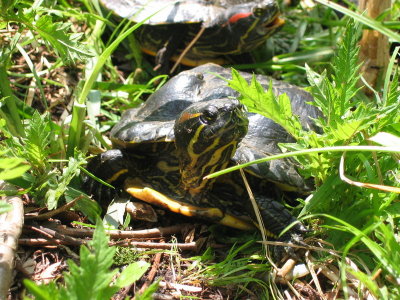 800px-roodwangsierschildpad.jpg