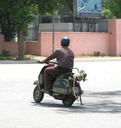 driverdontknowmonkey.jpg