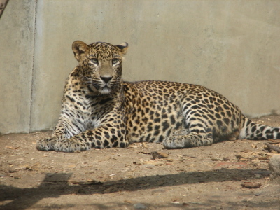 srilankaleopard-zoo-jihlava.jpg