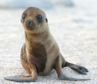 693px-sea_lion_pup.jpg