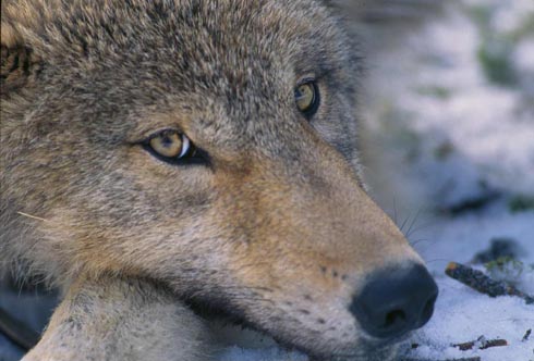 canis_lupus_pup_closeup.jpg