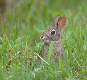 wild-rabbit.jpg