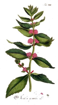 331px-mentha_gentilis_ypey23.jpg