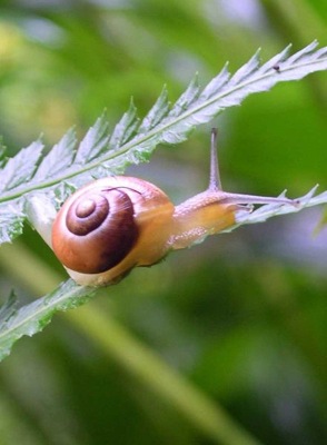 441px-gastropod.jpeg
