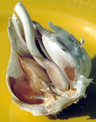 472px-knoblauchknolle1.jpg