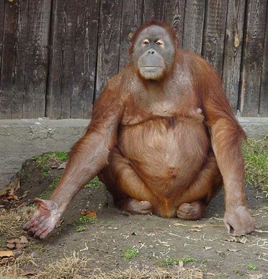 576px-orang-utan-parkkonen.jpg