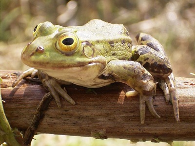 800px-frog_on_bough.jpg