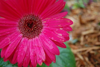800px-gerbera.jpg