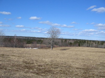 800px-lonely_tree.jpg