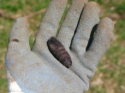 pupae.jpg