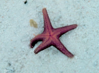 sea-star.jpg