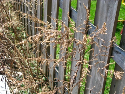 weeds.jpg