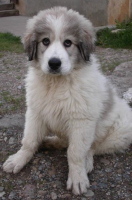 396px-chiot_montagne_des_pyrenees.jpg