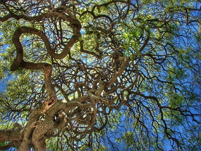 800px-emirgan_04589.jpg