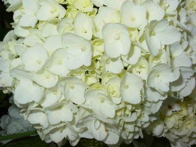 800px-flor_gdfl_10.JPG